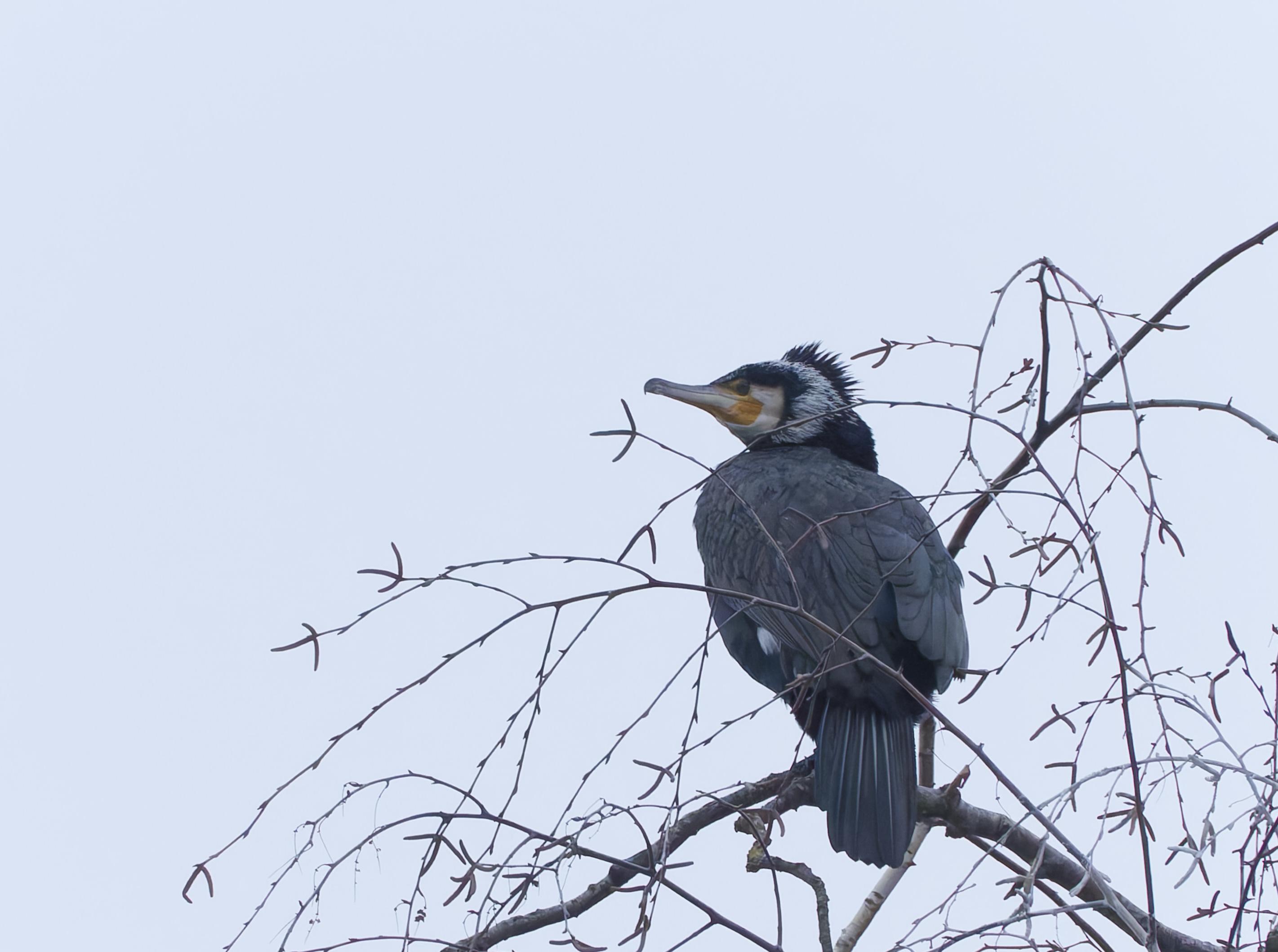 Great cormorant on a branch
