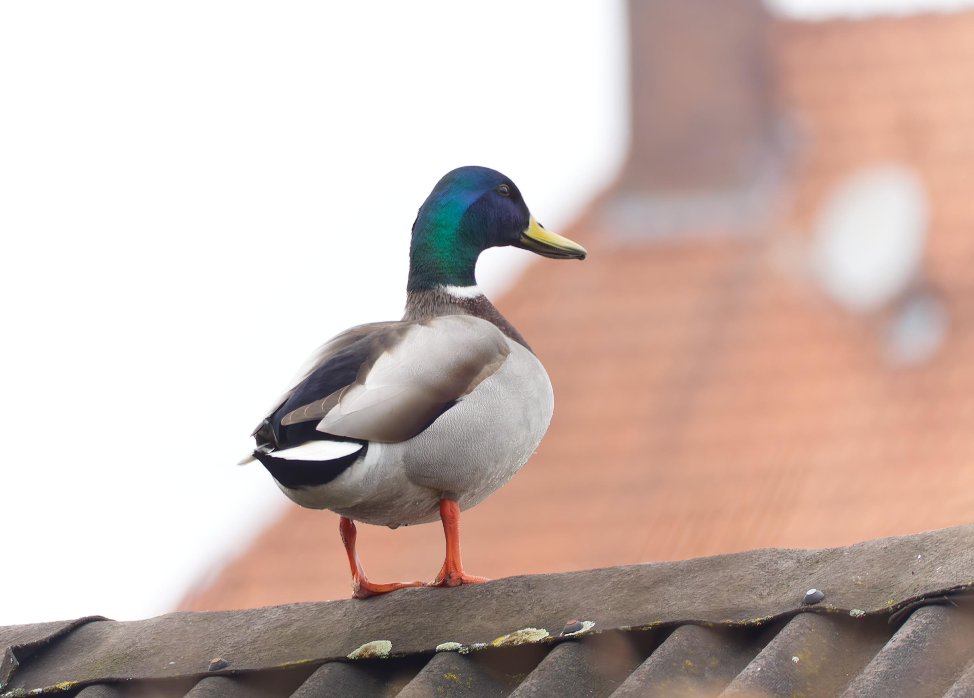 A mallard (emerald green and bluish head, grey and brown body feathers, orange legs) on a low roof.